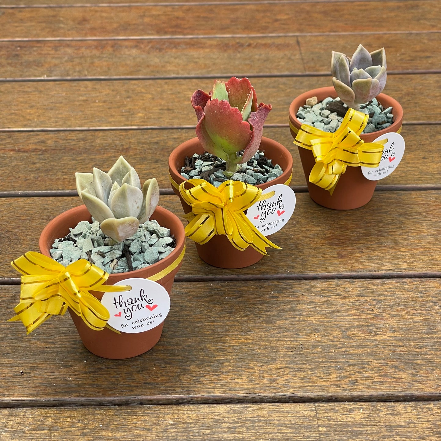 Succulent Favours 7cm Terracotta pot. Only local pickup no delivery