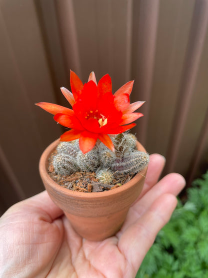 Cactus peanuts red flowers