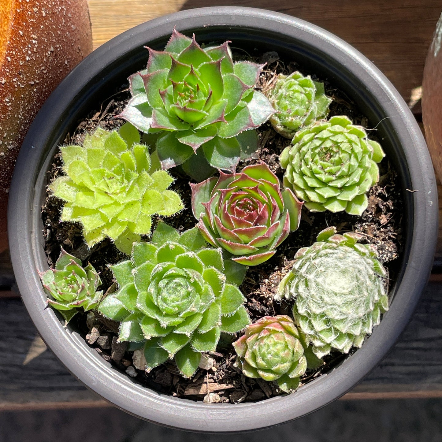 Sempervivum various types
