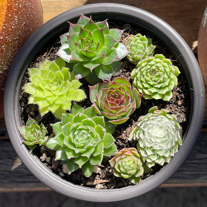 Sempervivum various types