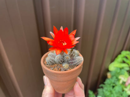 Cactus peanuts red flowers