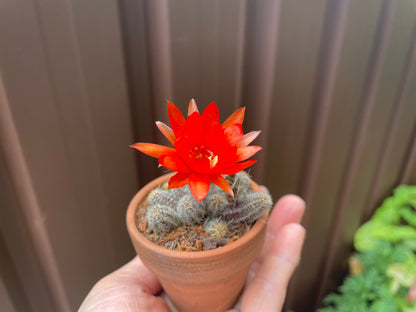 Cactus peanuts red flowers