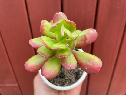 Succulent  Sedum Dendroideum/tree stonecrop/False hens-and-chickens