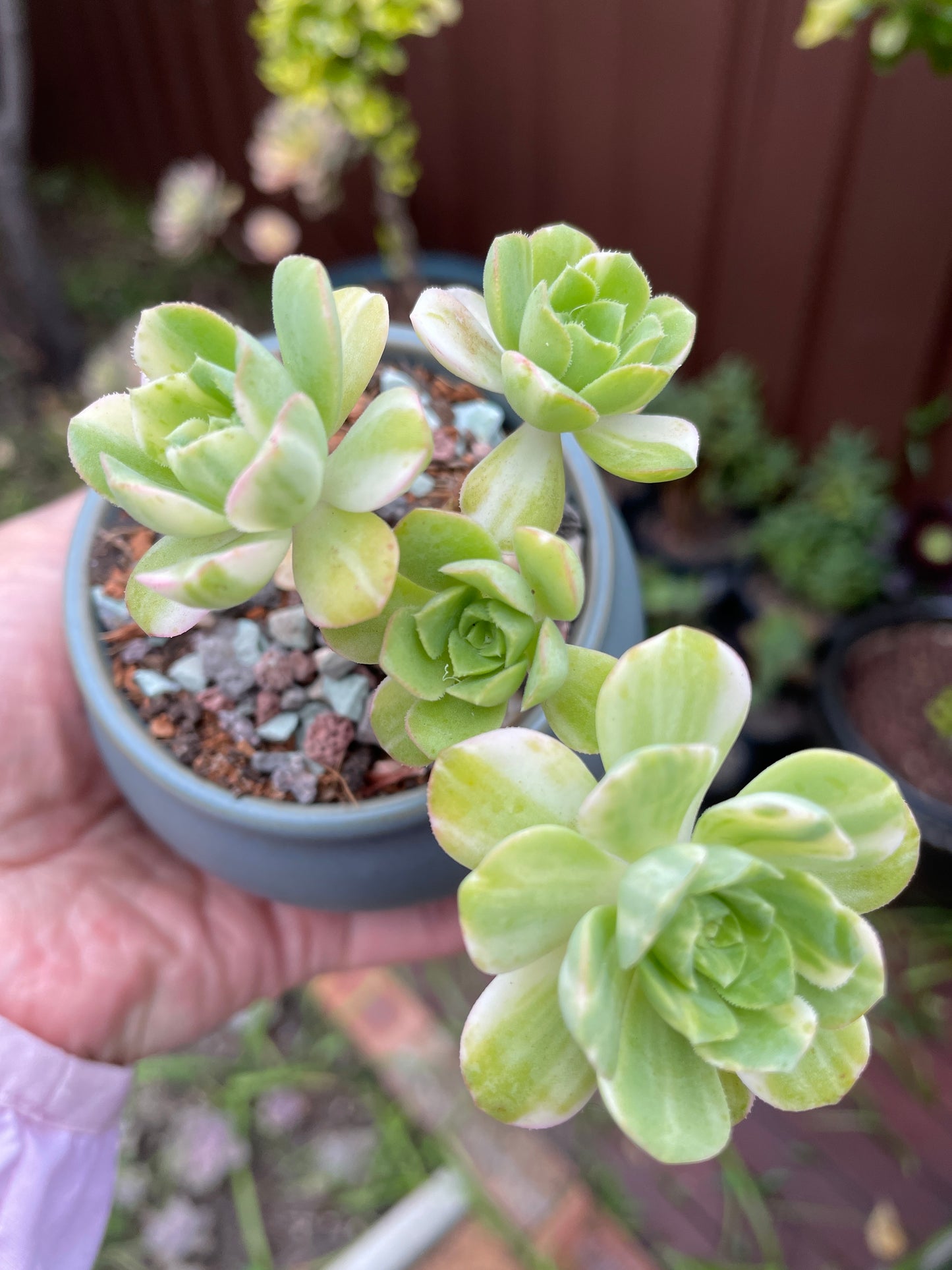 Aeonium Suncup Castello Paivae Variegated - 爱染锦