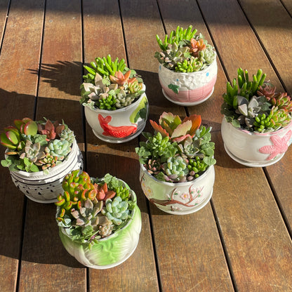 Succulent Favours in Ceramic Pots – Wedding & Event Gifts (Pickup Gymea NSW)