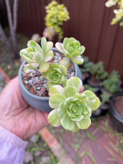 Aeonium Suncup Castello Paivae Variegated - 爱染锦