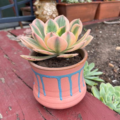Aeonium Sunburst Variegated
