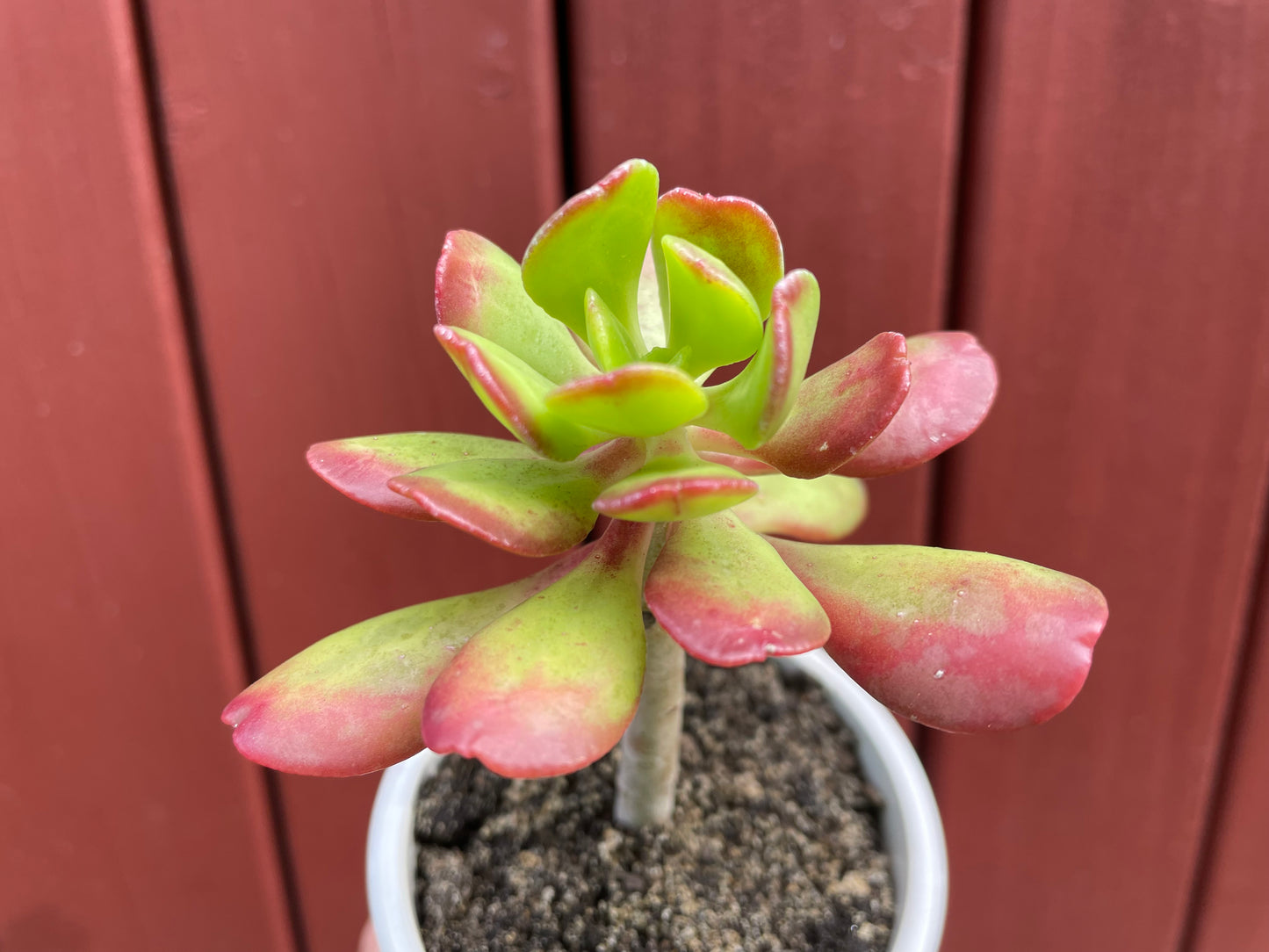 Succulent  Sedum Dendroideum/tree stonecrop/False hens-and-chickens