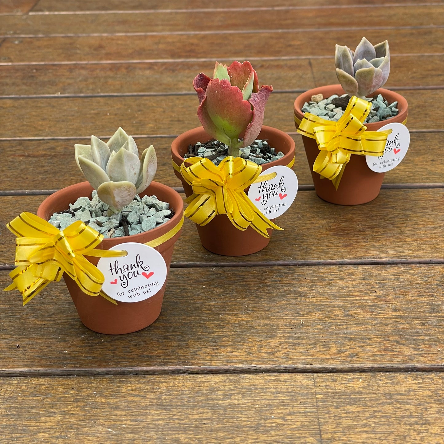 Succulent Favours 7cm Terracotta pot. Only local pickup no delivery