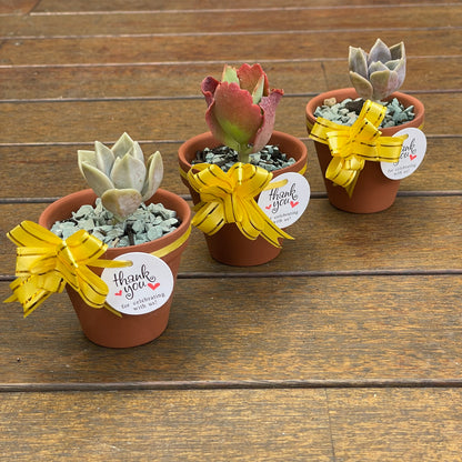 Succulent Favours 7cm Terracotta pot. Only local pickup no delivery