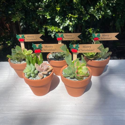 Christmas gifts Wedding Favours, 7cm Terracotta Pot, Custom Tags, Local Pickup