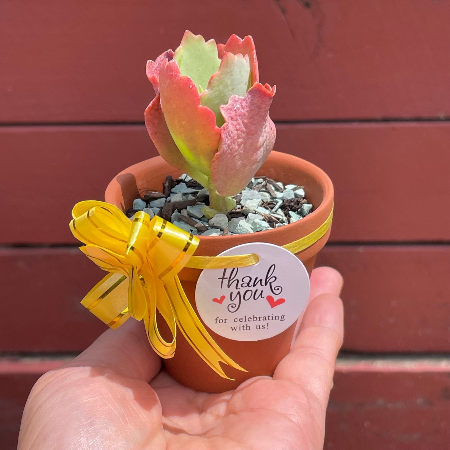 Succulent Favours 7cm Terracotta pot. Only local pickup no delivery