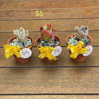Succulent Favours 7cm Terracotta pot. Only local pickup no delivery