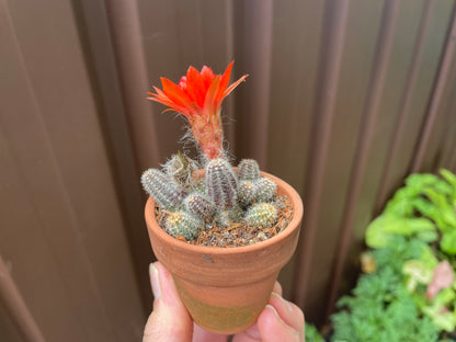 Cactus peanuts red flowers