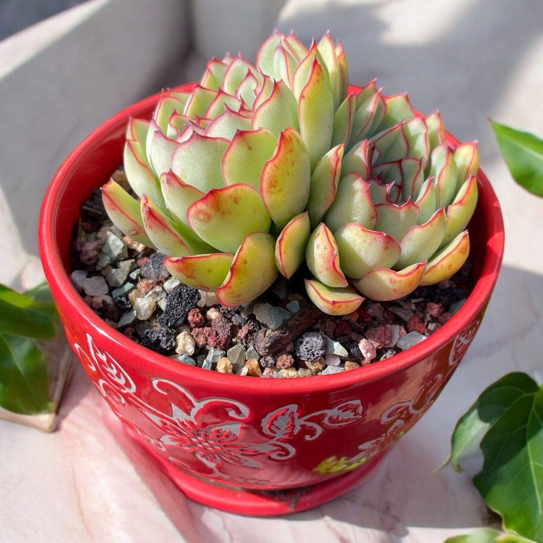 Succulent Echeveria Pulidonis – Healthy, Two Heads, Red Leaf Edges