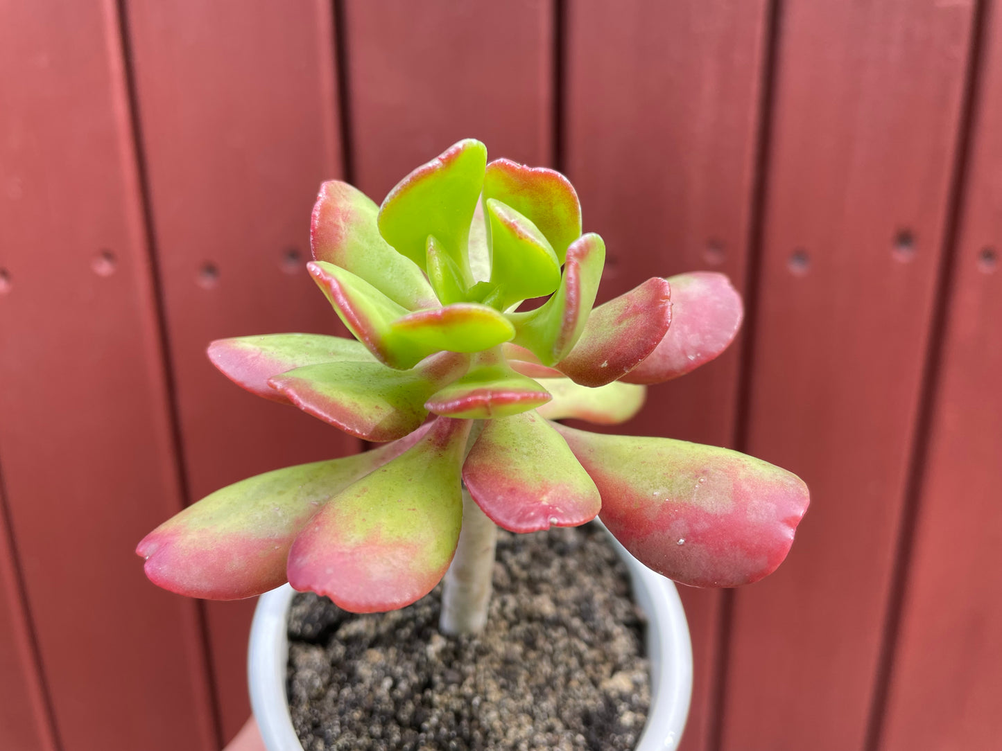 Succulent  Sedum Dendroideum/tree stonecrop/False hens-and-chickens