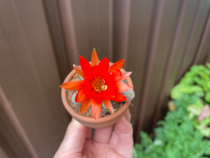 Cactus peanuts red flowers