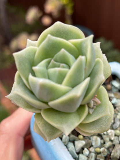 Lovely rose succulent X Graptoveria ‘Lovely Rose’ Variegated