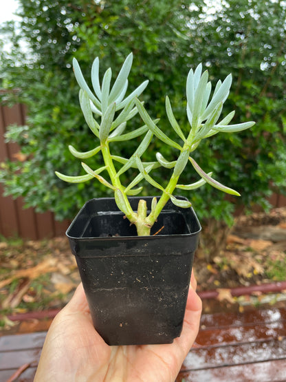 Senecio Blue Chalk Sticks Succulents