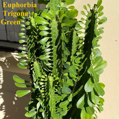 Euphorbia Trigona Green Plant