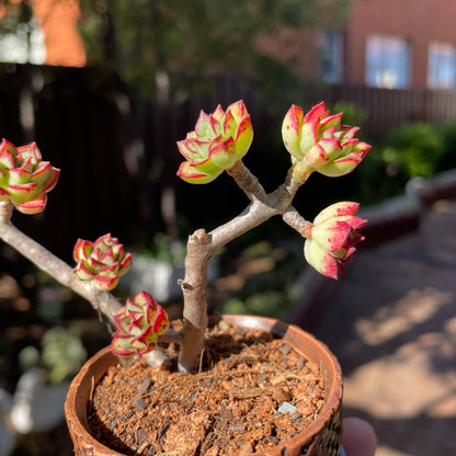 Succulent Echeveria supia