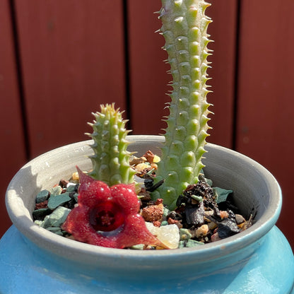 Huernia schneideriana "Red Dragon Flower"