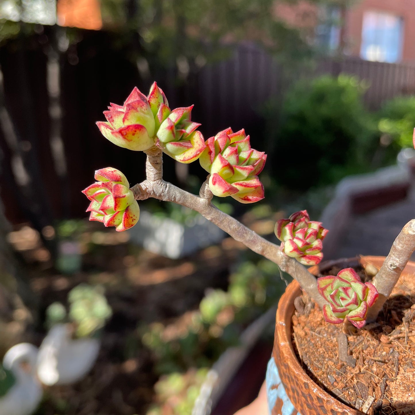 Succulent Echeveria supia