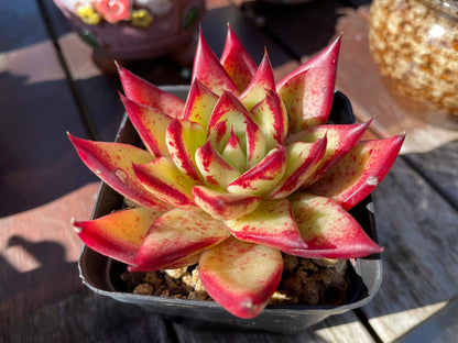 Echeveria Agavoides “Ebony” Red Succulent