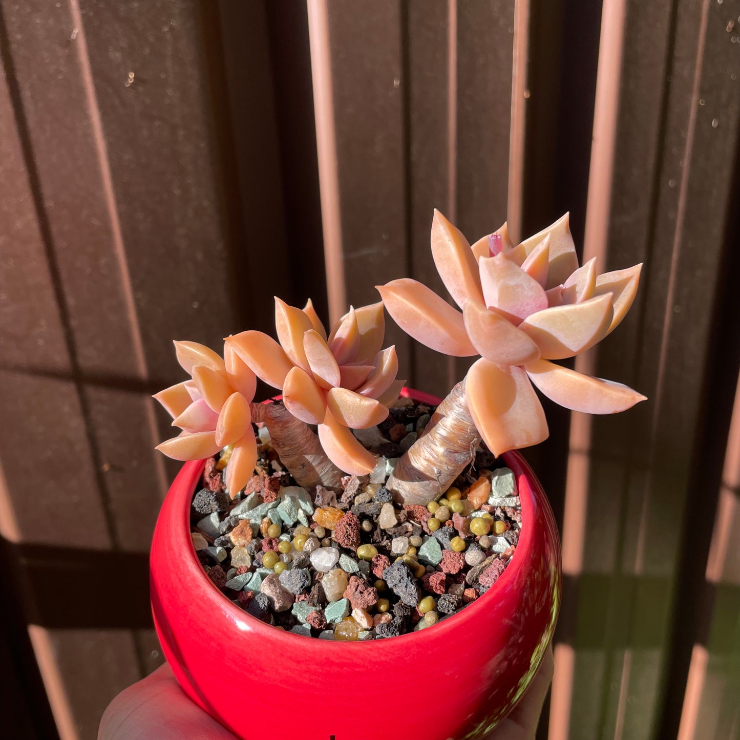 Succulent Graptoveria 'Douglas Huth' Bonsai  Thick Stems