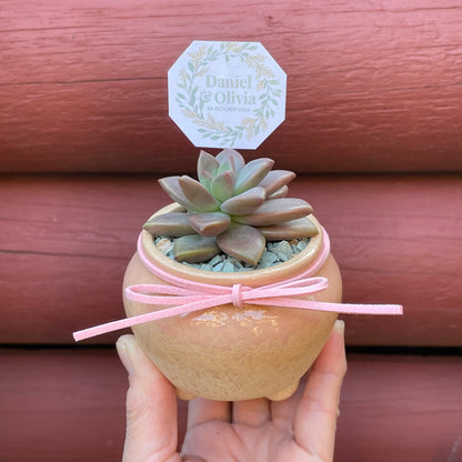 Succulent Wedding Favour