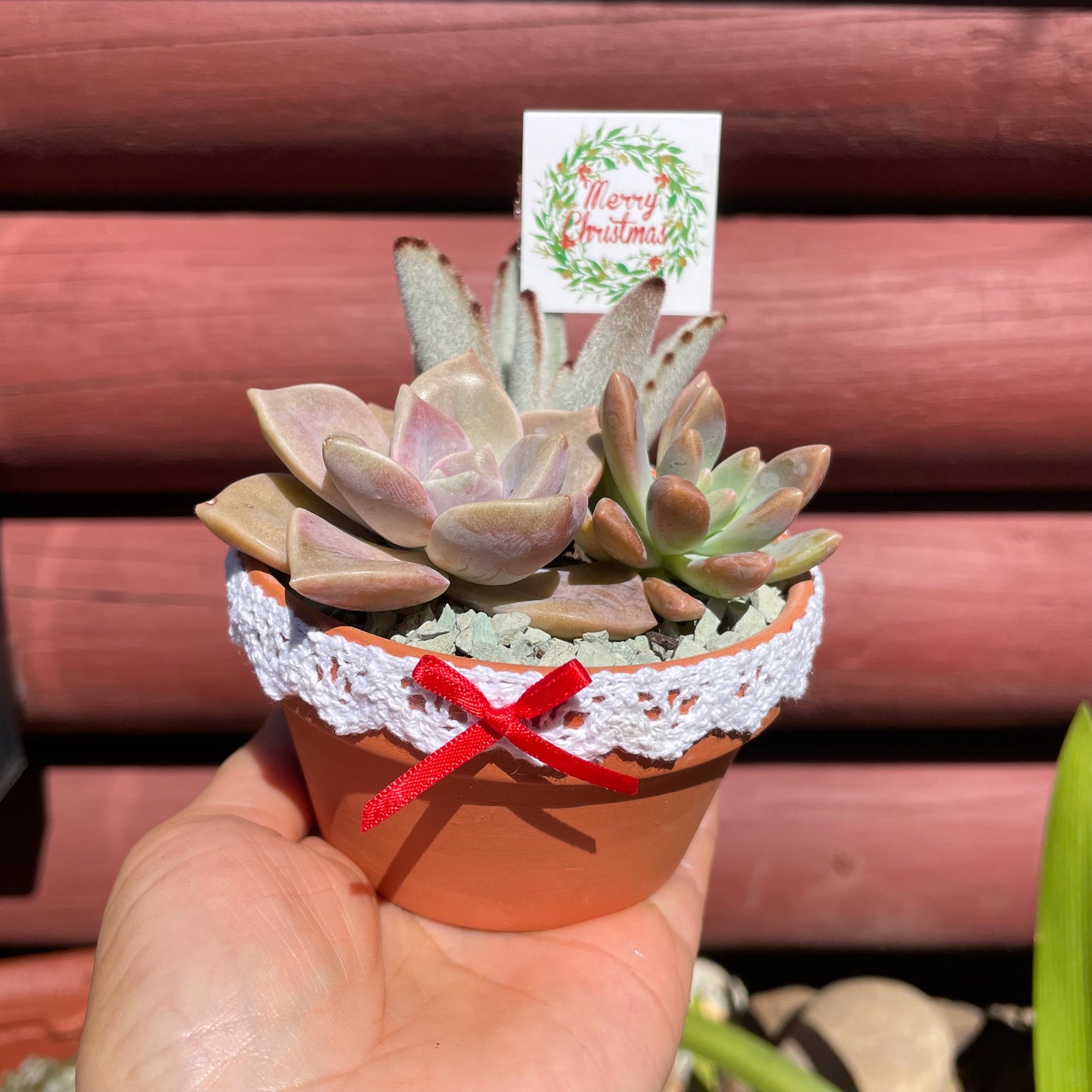 Christmas Gifts Succulent favours only local pick up from Gymea 2227