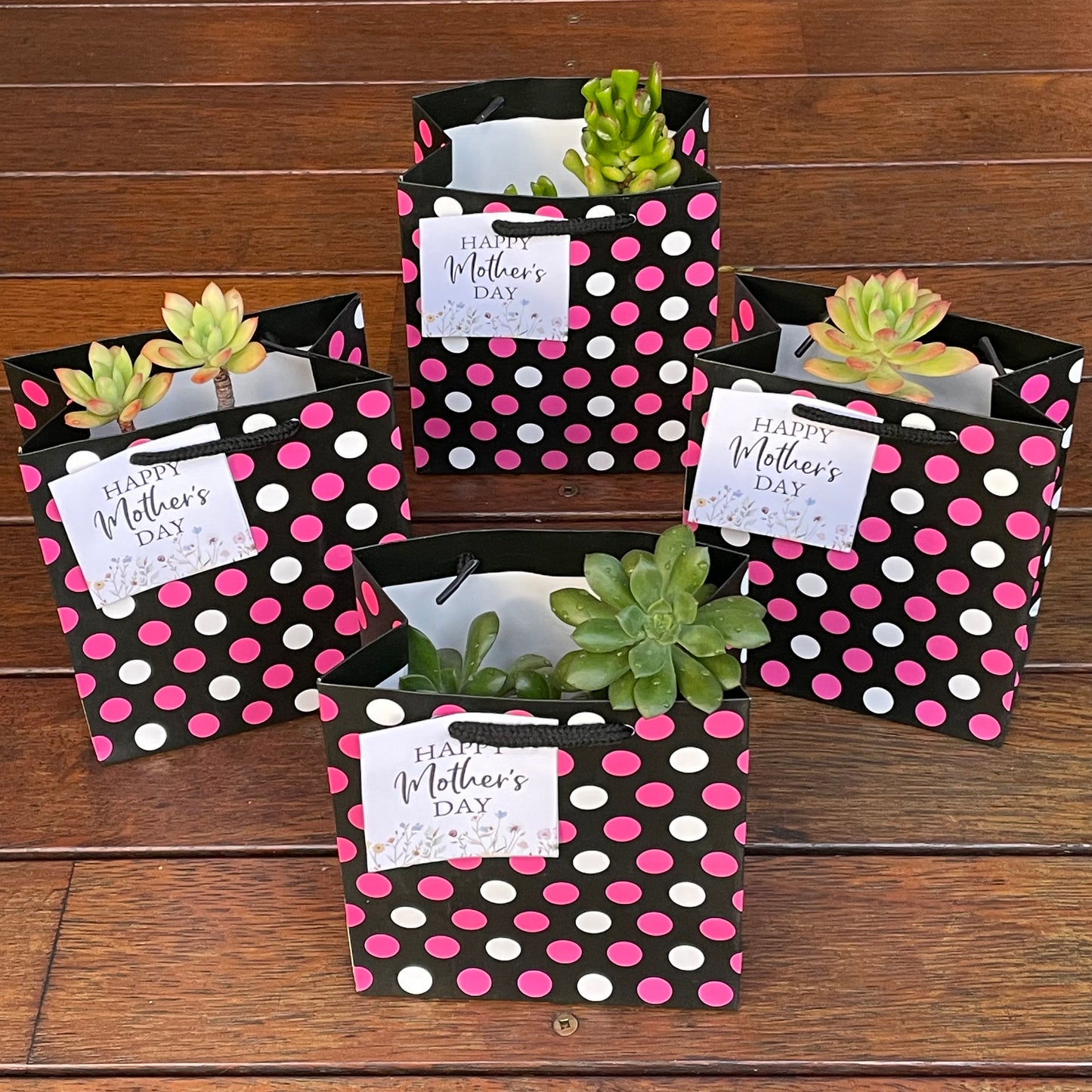 Succulent Collection Mother’s Day gift only local pick up from Gymea NSW 2227