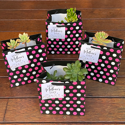 Succulent Collection Mother’s Day gift only local pick up from Gymea NSW 2227