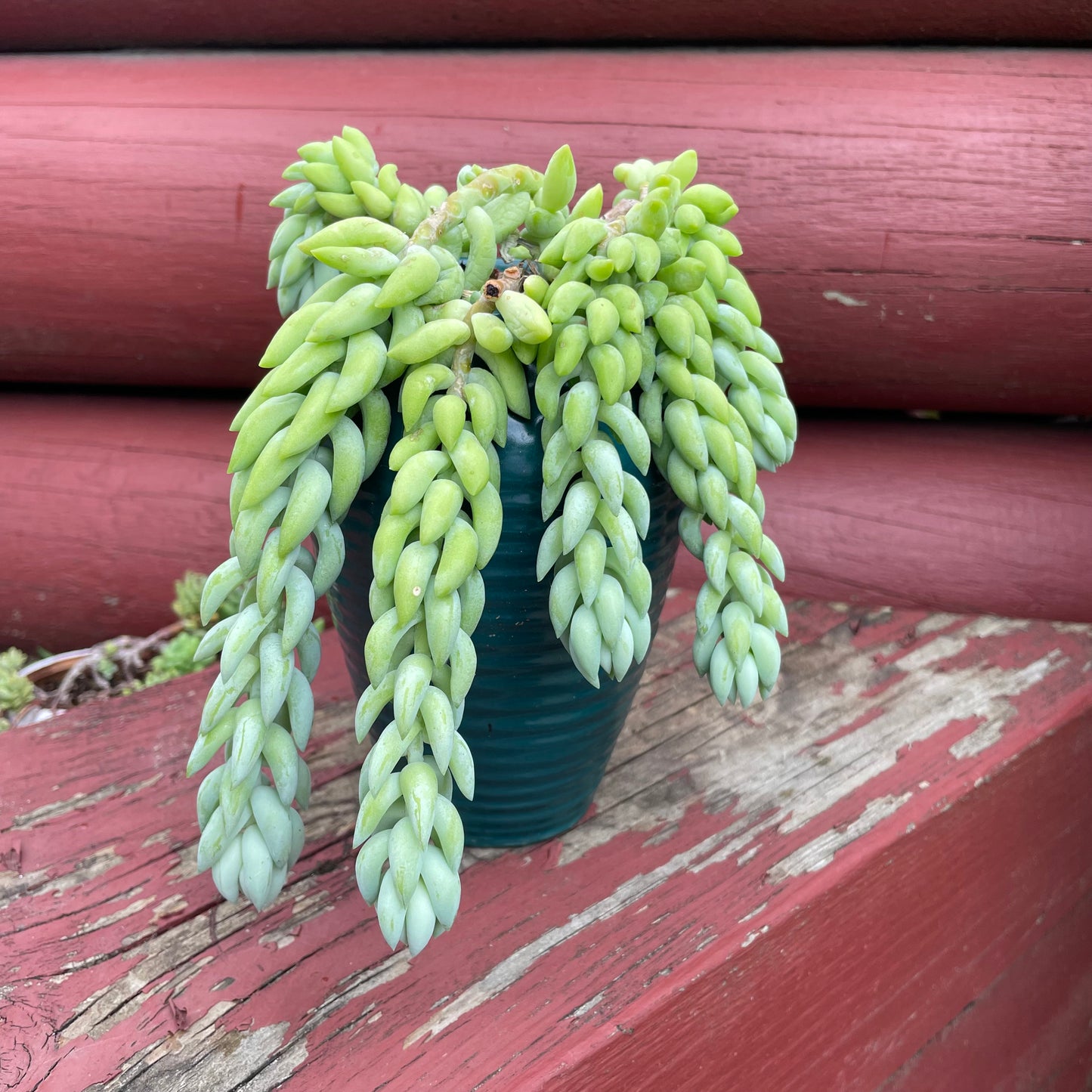 Donkey tails in green ceramic pot