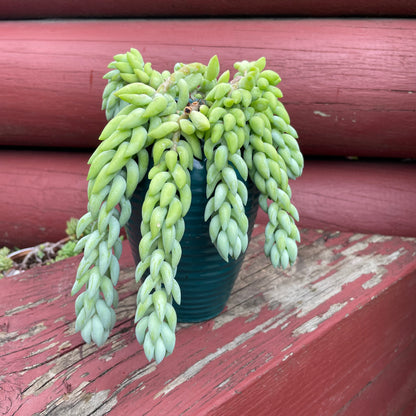 Donkey tails in green ceramic pot