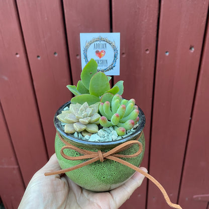 Succulent Wedding Favour Only Local Pickup