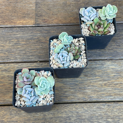 Succulent 3-Pack – Echeveria, ‘Lovely Rose’, ‘Cubic Frost’
