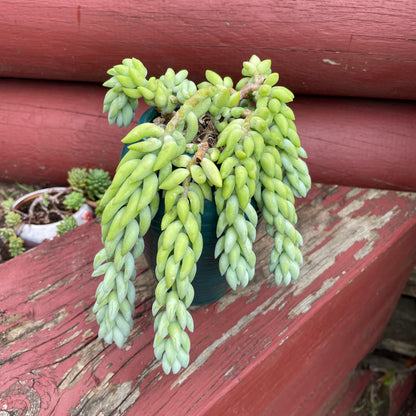 Donkey tails in green ceramic pot