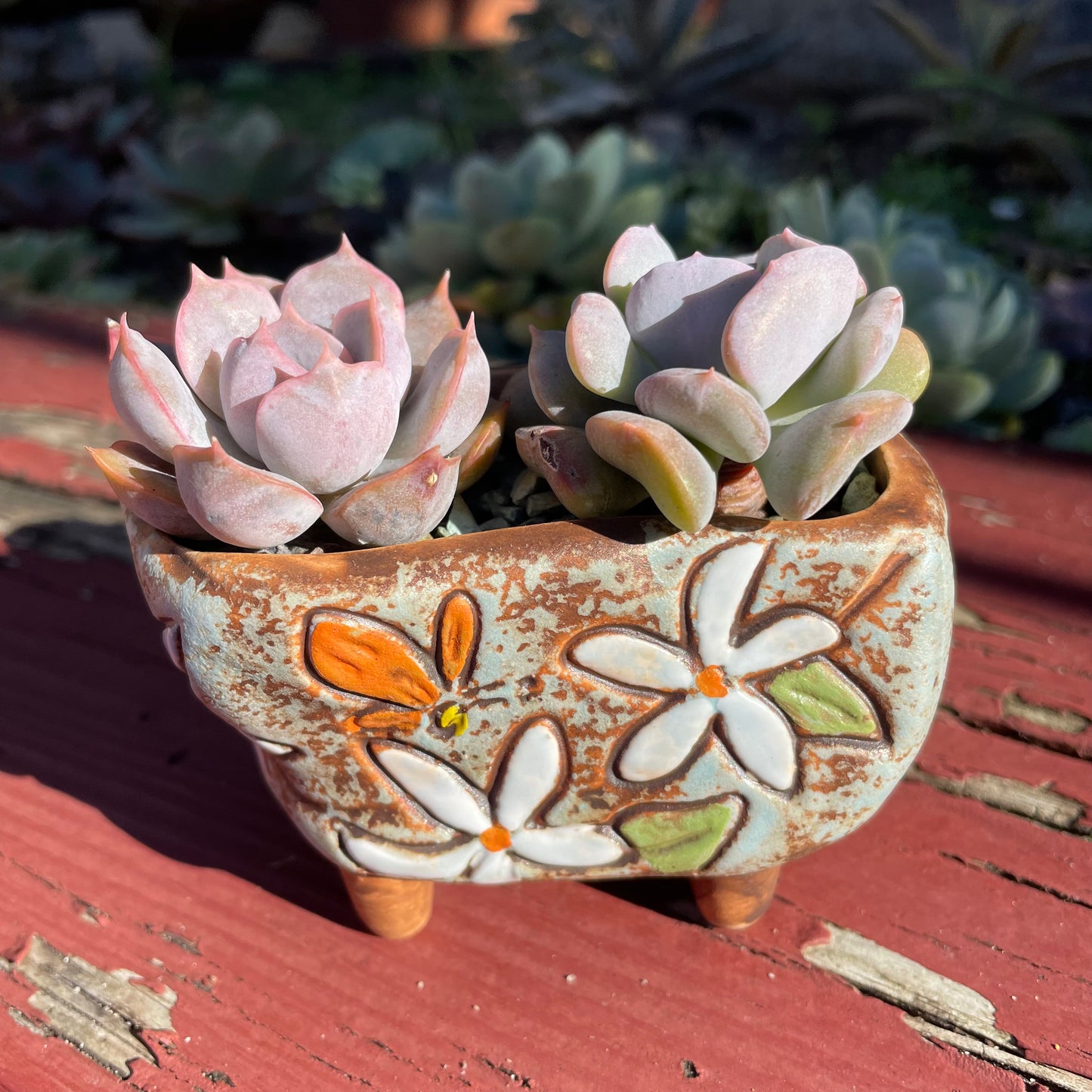 2x Echeveria Succulent Plants Cubic Frost & Orion Live Rooted AU