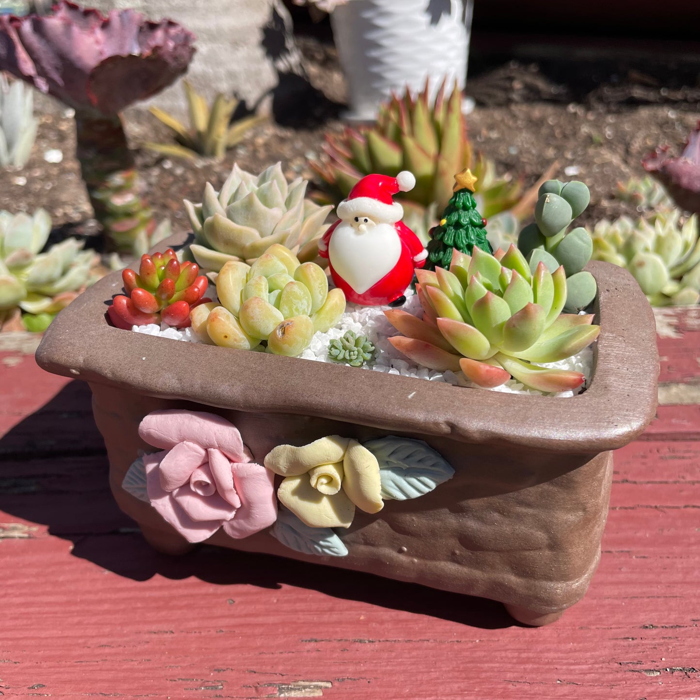 Christmas gift ideas succulent arrangement only local pick up from Gymea NSW 2227