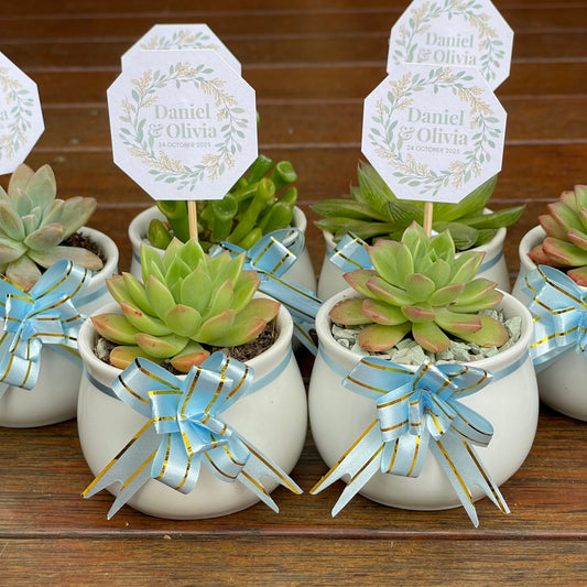 Wedding Succulent Favours – White Ceramic Pot 6.5cm – Eco-Friendly Guest Gifts, Personalised Tags, Gymea NSW Pick Up