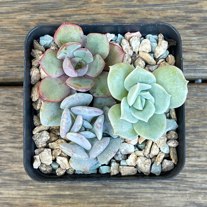 Succulent 3-Pack – Echeveria, ‘Lovely Rose’, ‘Cubic Frost’