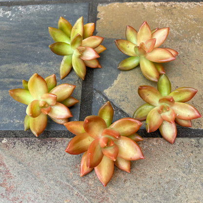 Sedum Adolphi Cuttings 6cm