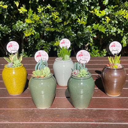 Succulent Favour Only Local Pickup
