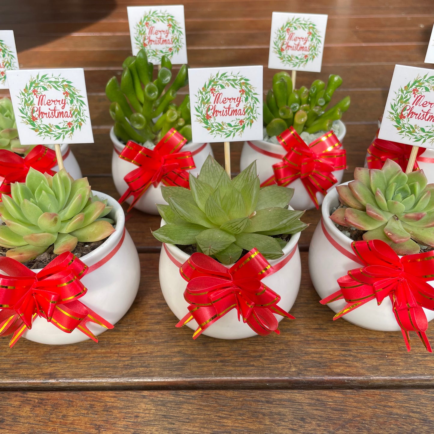 Christmas Succulent Favours – White Ceramic Pot 6.5cm – Eco-Friendly Teacher Gifts, Gymea NSW Pick Up