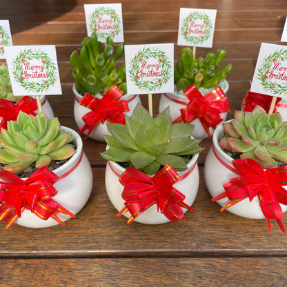 Christmas Succulent Favours – White Ceramic Pot 6.5cm – Eco-Friendly Teacher Gifts, Gymea NSW Pick Up