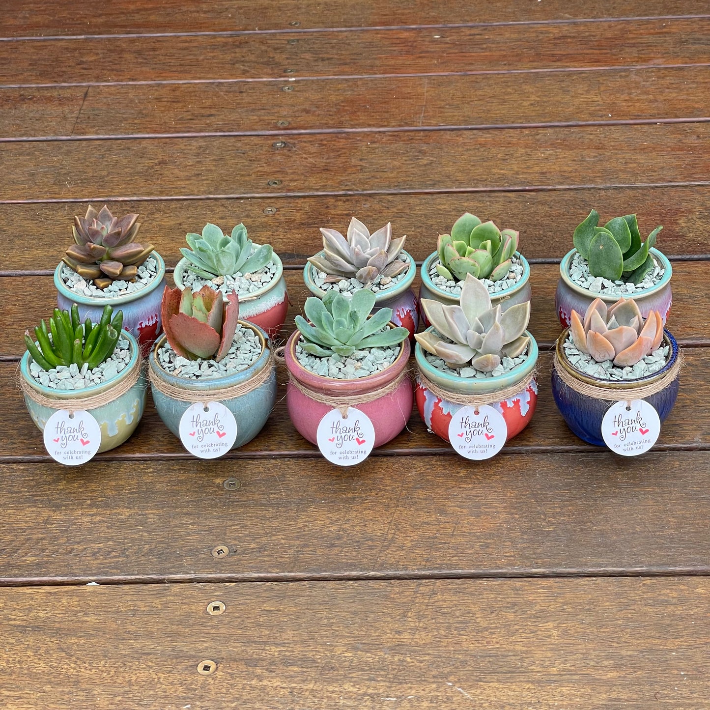 Succulent Favours: colourful ceramic glazed pot. Only local pickup no delivery