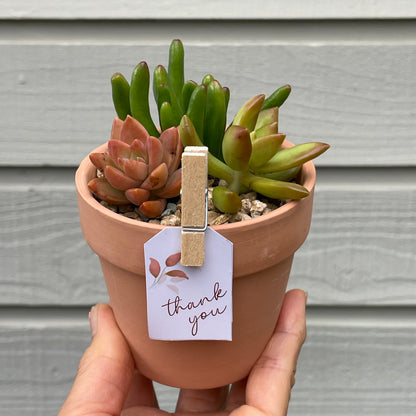Succulent favour only local pick up from Gymea 2227