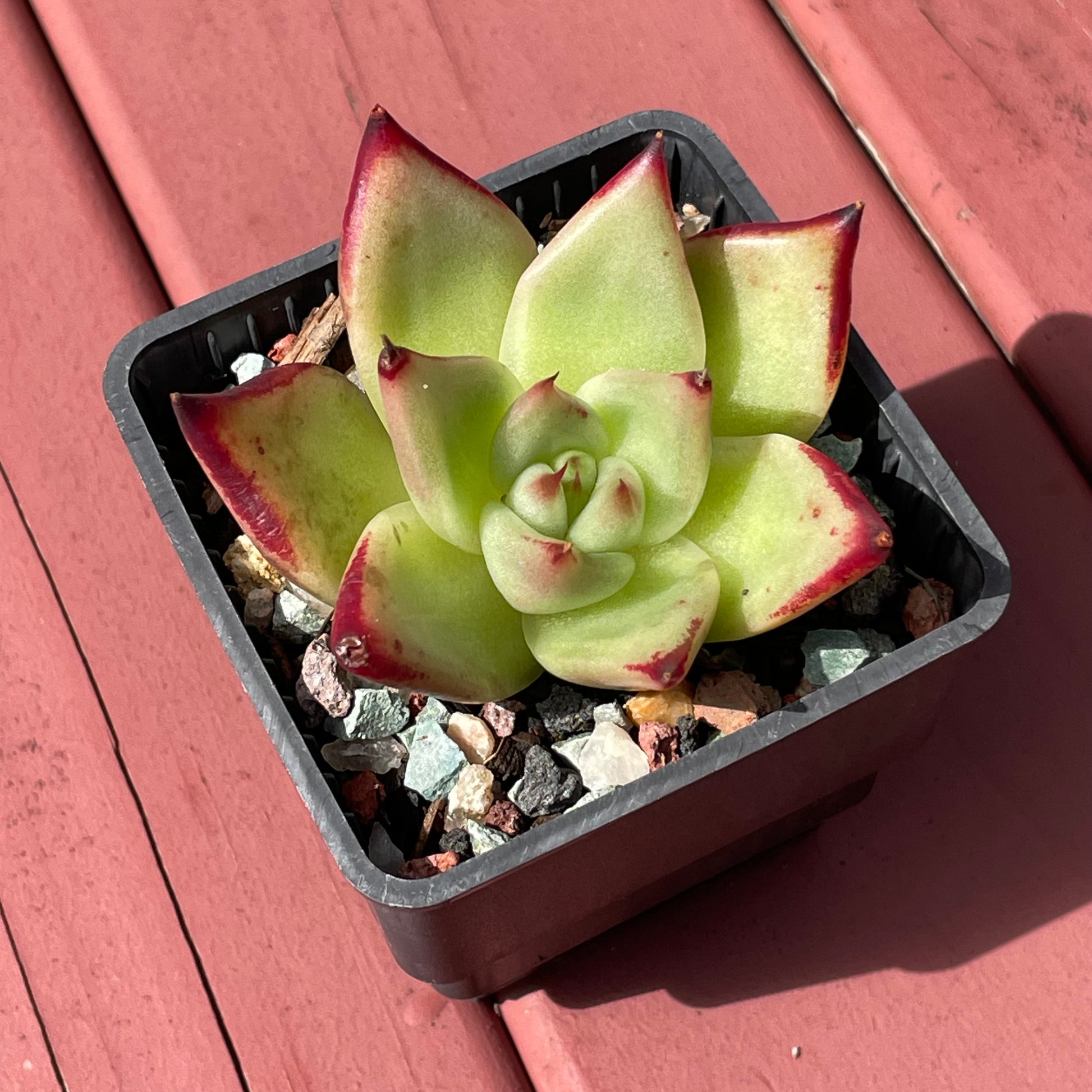 echeveria lipstick succulent Echeveria Lipstick Succulent – GO&GO PTY LTD