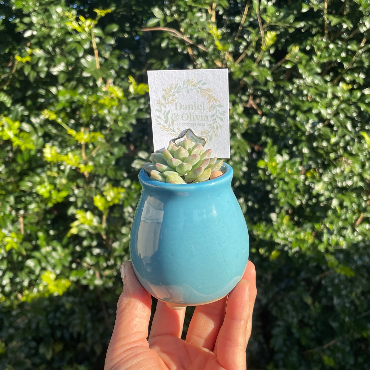 Succulent Wedding Favour Colourful pots